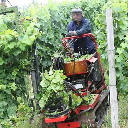 Weingut Gibbert-pohl Guest house 4*