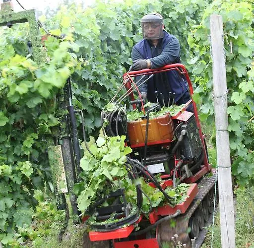 Weingut Gibbert-pohl Affittacamere 4*